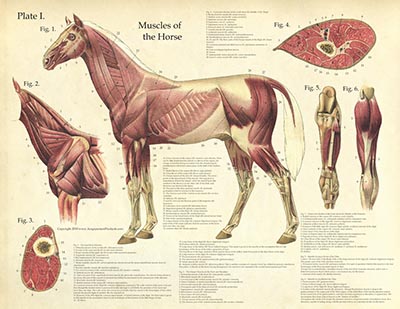 Laminated Antique Anatomy Chart - Muscles of the Horse-www.hoofprints.com