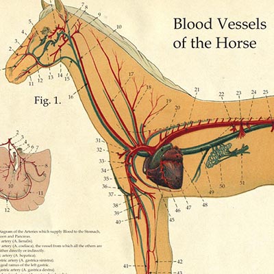 Laminated Antique Anatomy Chart - Blood Vessels of the ... arterial vascular diagrams 