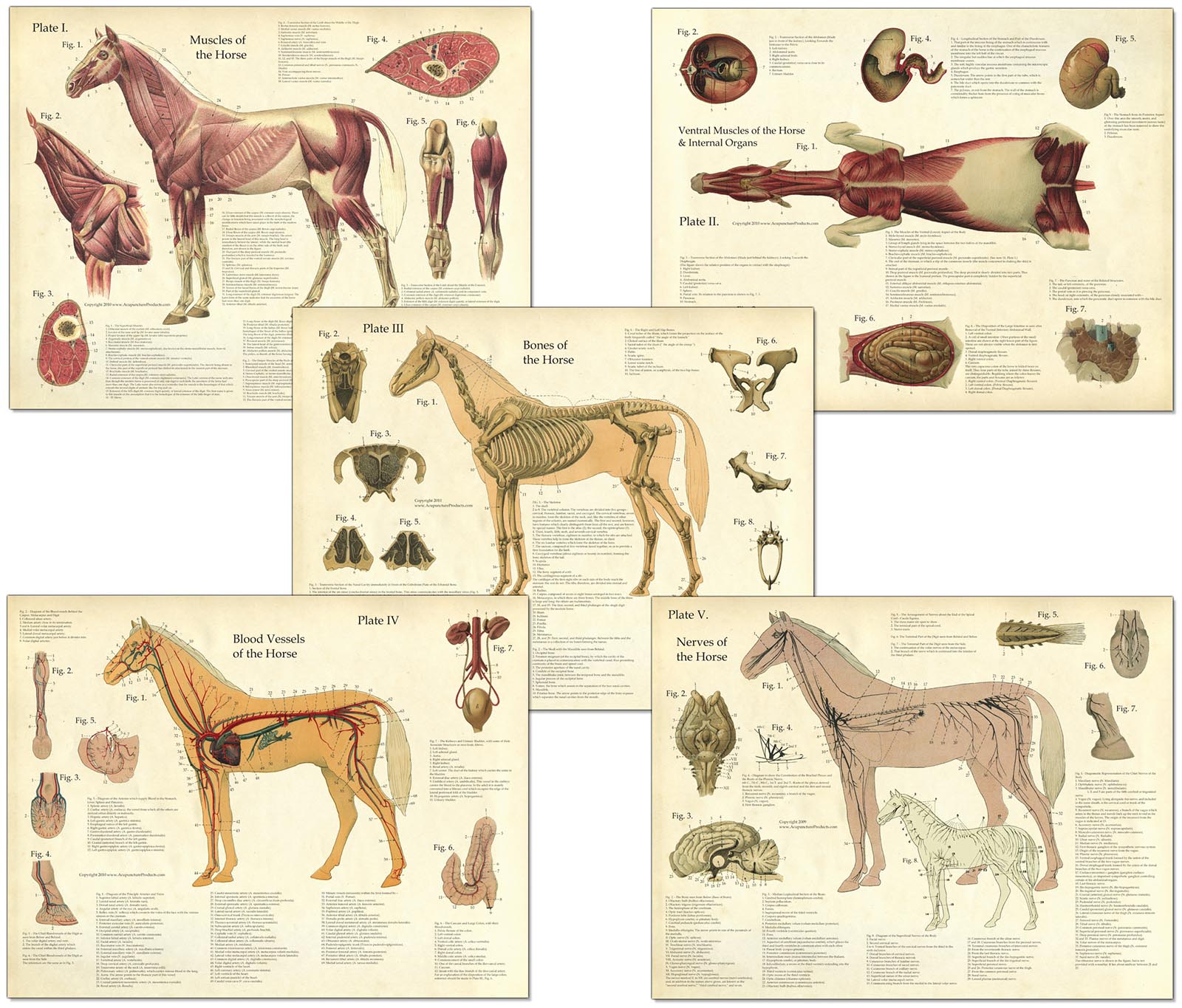 Laminated Antique Anatomy Posters SET of
