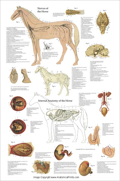 Horse Kidney Anatomy