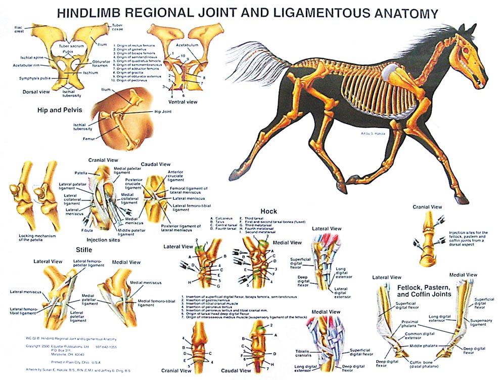 Hind Limb Anatomy Chart-www.hoofprints.com