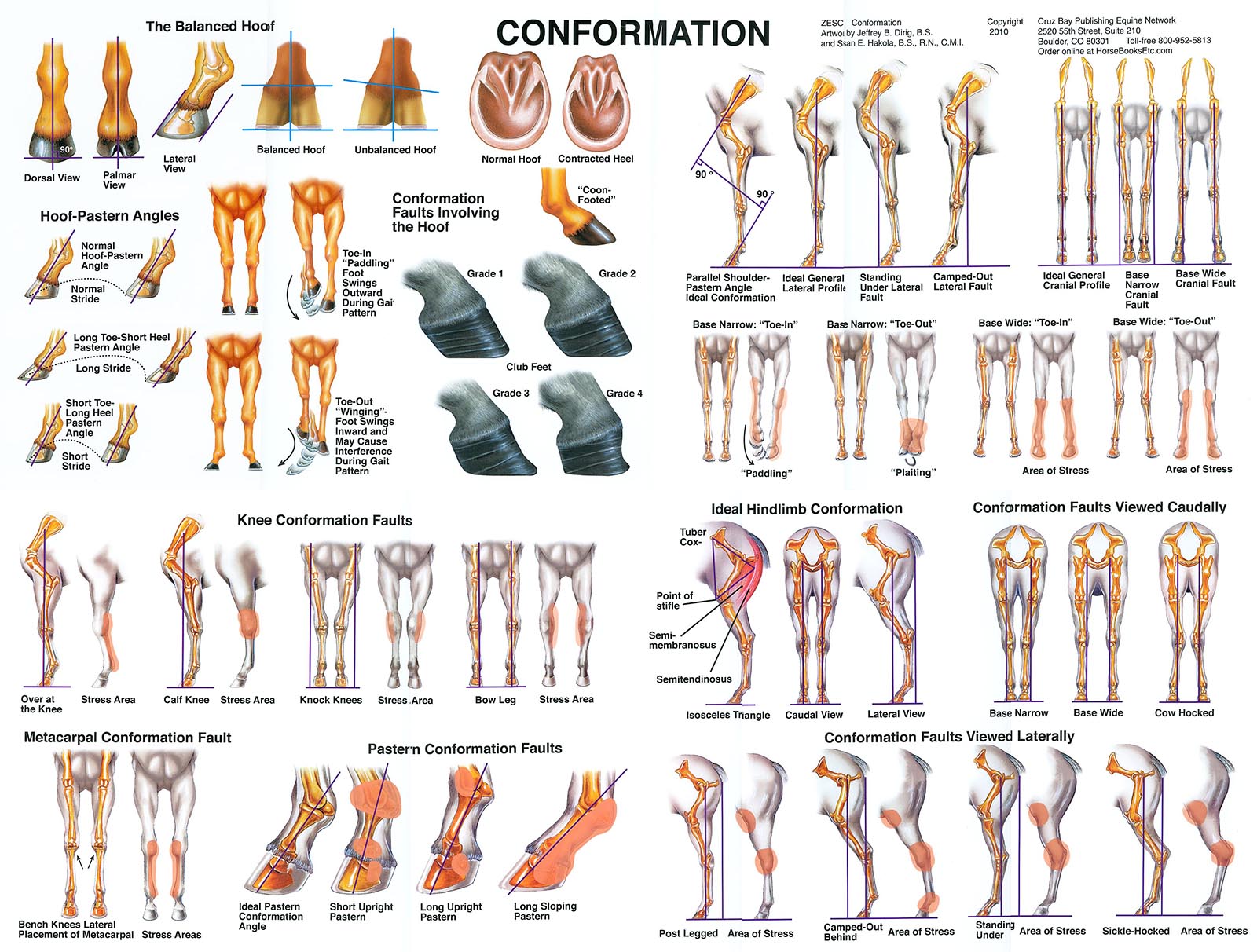 Conformation Chart-www.hoofprints.com
