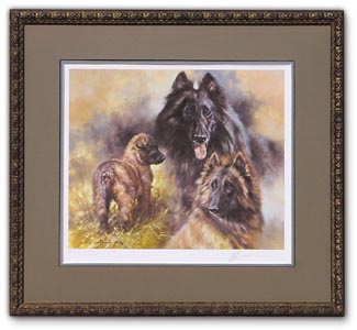 Belgian Shepherd