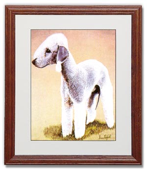 Bedlington Terrier