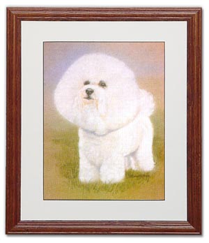 Bichon Frise