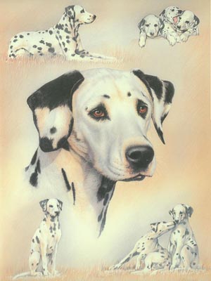 Dalmatian