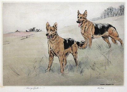 German Shepherds