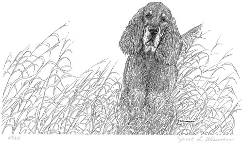 Gordon Setter