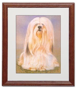 Lhasa Apso