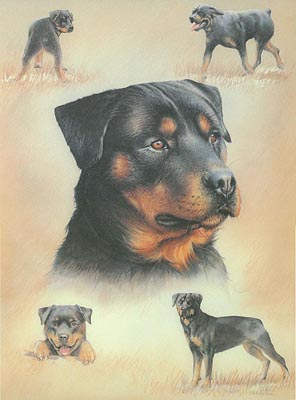 Rottweilers