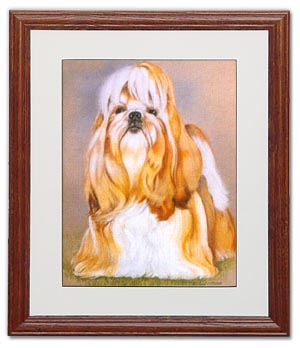 Shihtzu