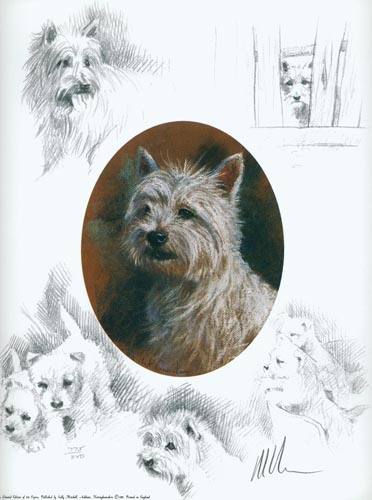 West Highland Terrier