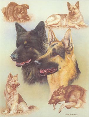 German Shepherd Heads