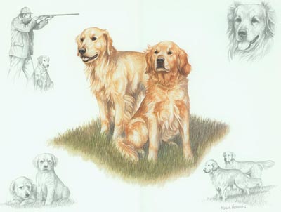 Golden Retrievers