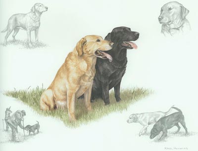 Labradors