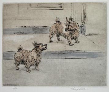 Norwich Terriers