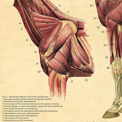 Laminated Antique Anatomy Chart - Muscles of the Horse-www.hoofprints.com