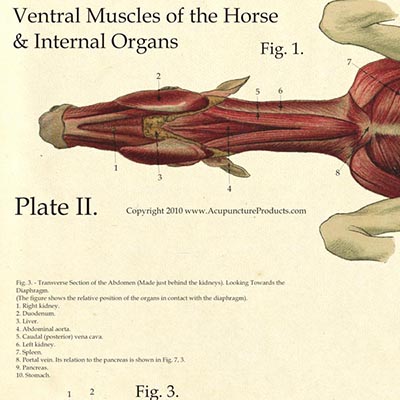 laminated antique anatomy chart ventral muscles organs anatomy posters muscle charts