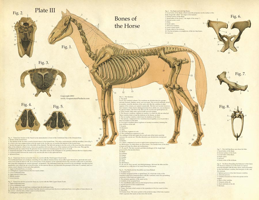 Laminated Antique Anatomy Chart - Bones of the Horse-www.hoofprints.com