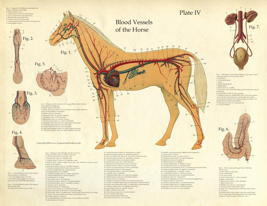Laminated Antique Anatomy Chart - Blood Vessels of the Horse-www