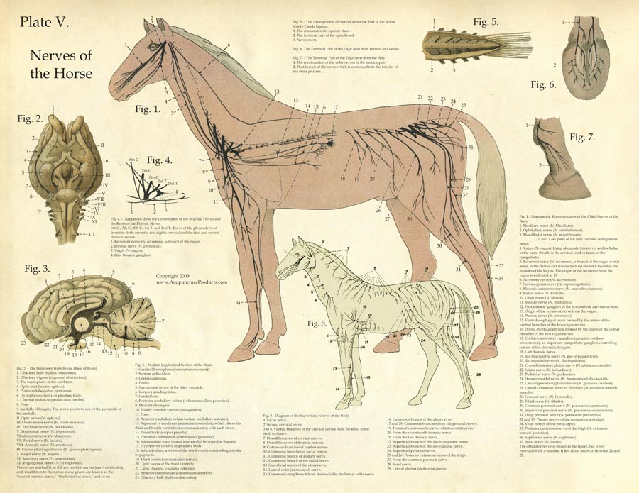 Laminated Antique Anatomy Chart Nerves of the