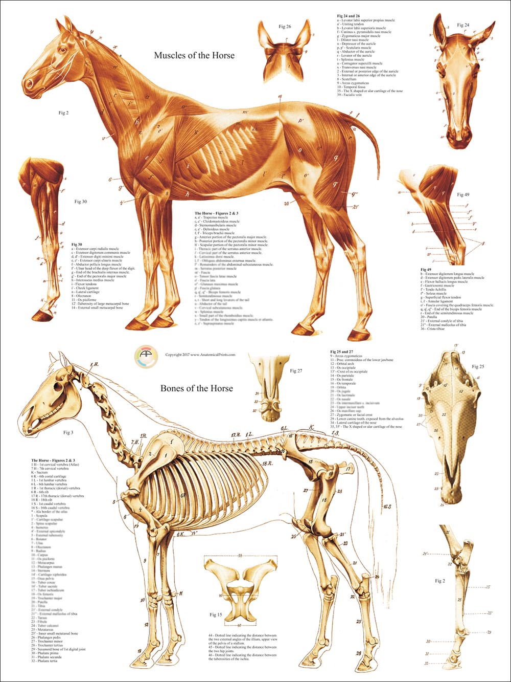 Anatomy of the Horse - Muscles and Bones-www.hoofprints.com