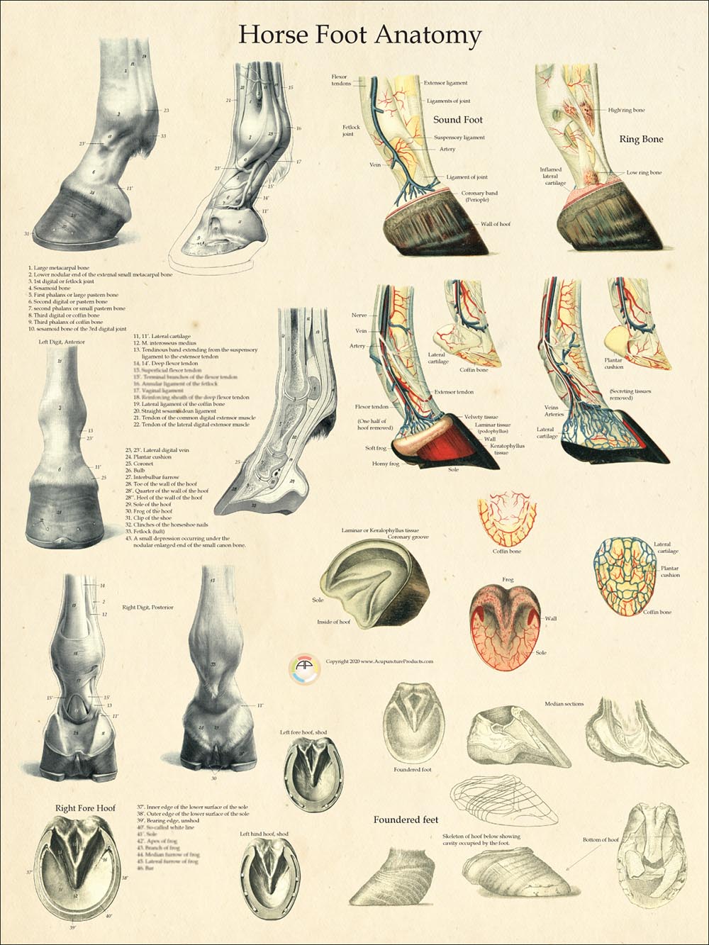 Horse Foot Anatomy and Pathology-www.hoofprints.com