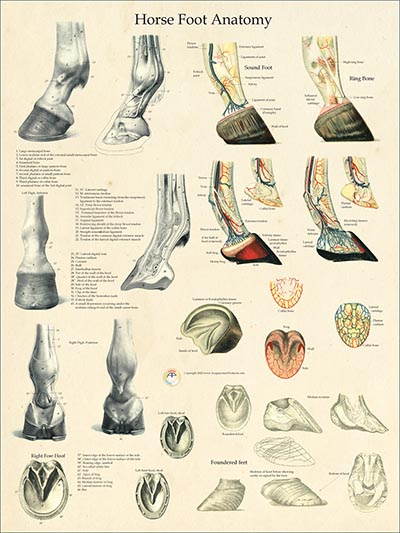 Horse Foot Anatomy and Pathology-www.hoofprints.com