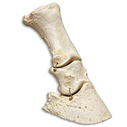 Horse Lower Leg Bones Skeletal Model - includes P1, P2, P3 and Navicular Bone