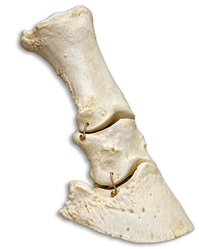 Horse Lower Leg Bones Skeletal Model - includes P1, P2, P3 and Navicular Bone