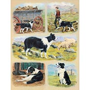 Border Collies Montage Print by Brian Tovey *ONLY ONE AVAILABLE*