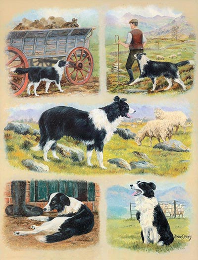 Border Collies Montage Print by Brian Tovey *ONLY ONE AVAILABLE*