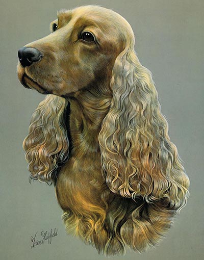 Cocker Spaniel Color Dog Study by Brian Hupfield *ONLY 1 AVAILABLE*