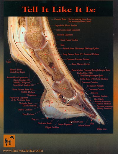 Normal Hoof Chart - Laminated 8x11
