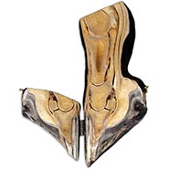 Hinged Hoof Farrier's Educator Model *SOLD OUT!*