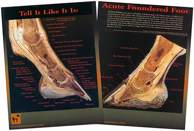 Normal and Foundered Hoof Chart Set
