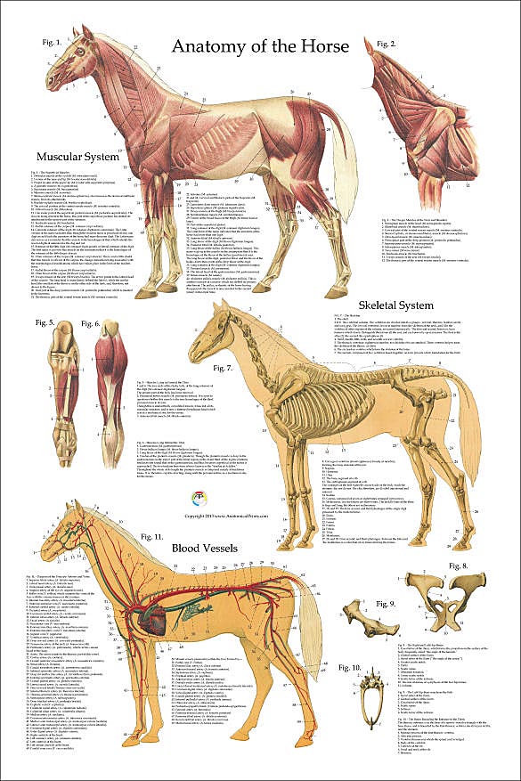 horse anatomy