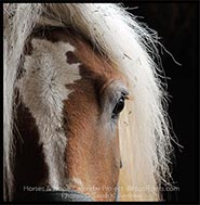 Horses & Hope Photo Plaques featuring images by Sarah K Andrew