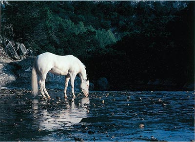 White horse Sympathy Cards - Package of 6