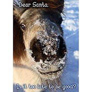 Too Late to be Good? - Naughty Pony FOR BUSINESS *HALF PRICE* $4.98