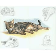 Grey Tabby Cat Print by Nigel Hemming printed 1989 in England *ONLY 1 AVAILABLE*
