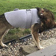Calming Dog Anxiety Jacket for Thunder, Fireworks * FITS MEDIUM SIZE DOG ONLY 1 AVAILABLE*