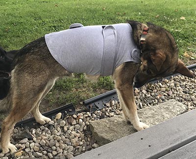 Calming Dog Anxiety Jacket for Thunder, Fireworks * FITS MEDIUM SIZE DOG ONLY 1 AVAILABLE*