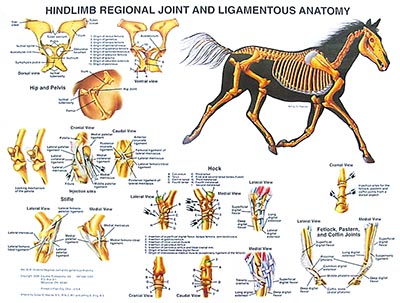 Equine Anatomical Charts