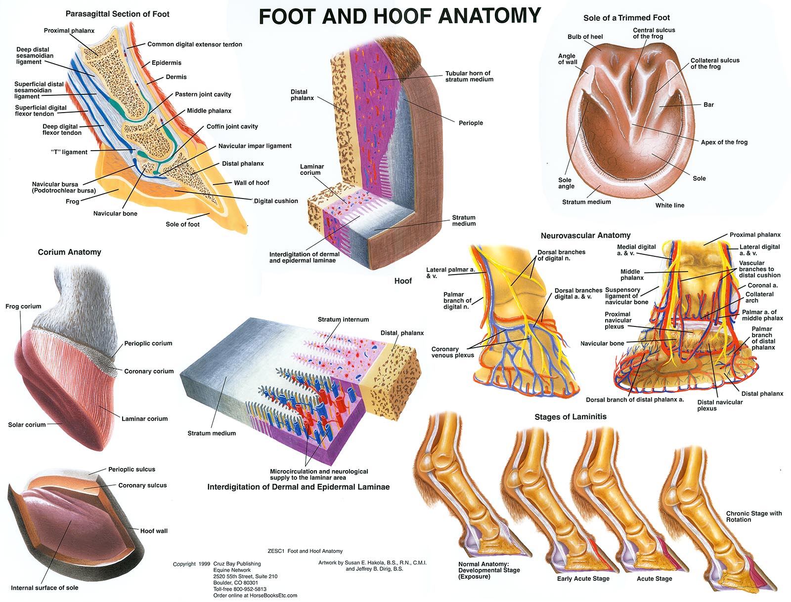 Foot and Hoof Anatomy Chart-www.hoofprints.com