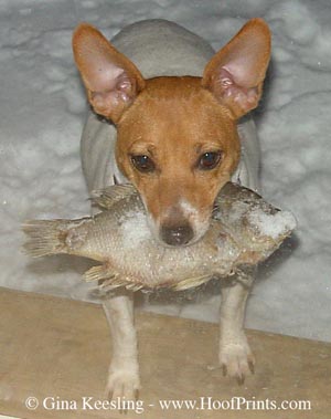 Lucy-Frozen Fish