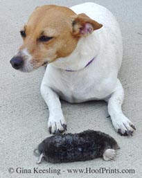 Lucy-mole